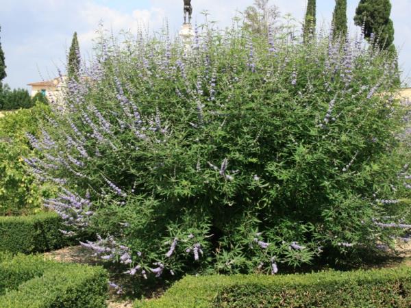 Kaj veste o menihovem popru ali ženski travi?